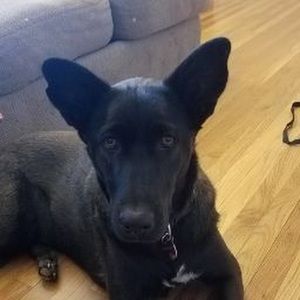 Meet your Posher, Jasmine